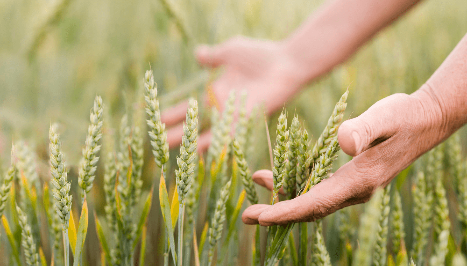 produktai-dotnuva-seeds