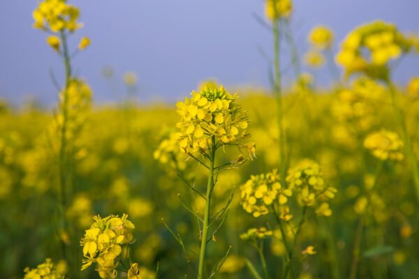 Spring rapeseed