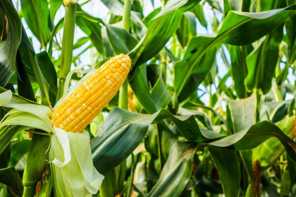 Corn Cob With Green Leaves Growth Agriculture Field Outdoor