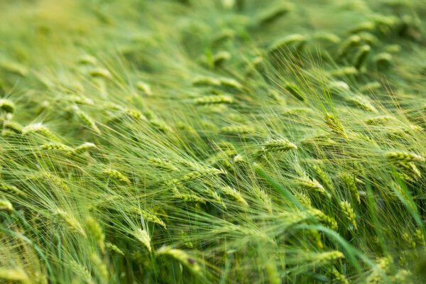 Spring barley