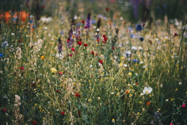 Wild flower mixes