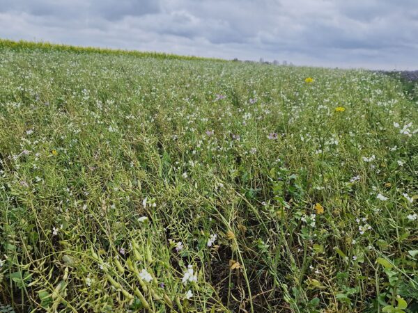 Radish Field