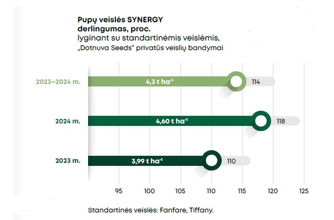 Synergy Grafikas 2025