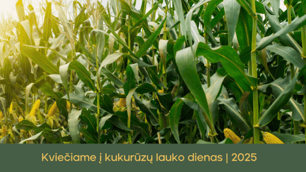 Kukuruzu lauko dienos 2025 linas agro dotnuva seeds