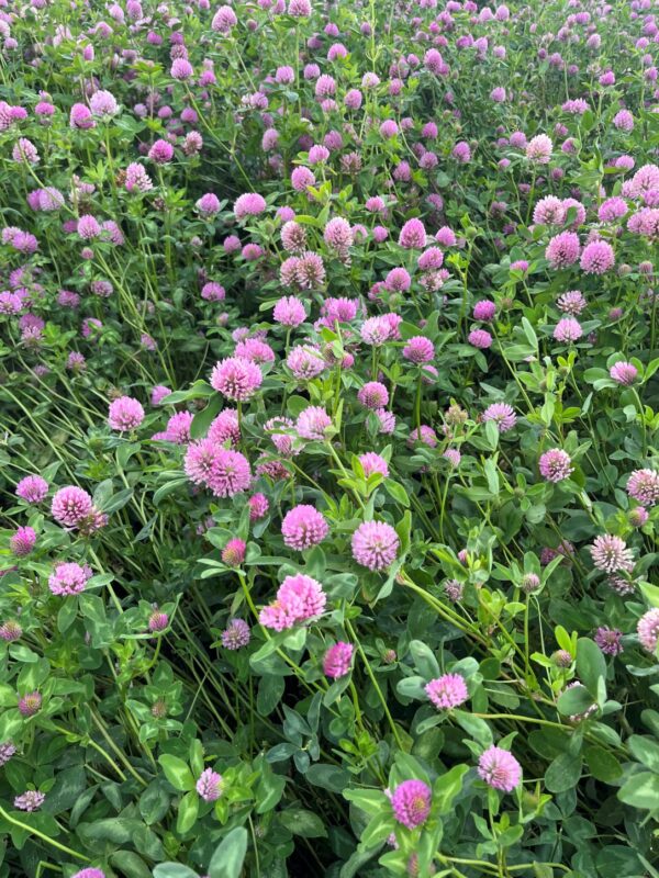 RAUDONIEJI DOBILAI Trifolium pratense L.