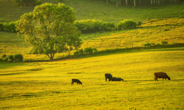 DotnuvaSeeds akcija pasarinems zolems